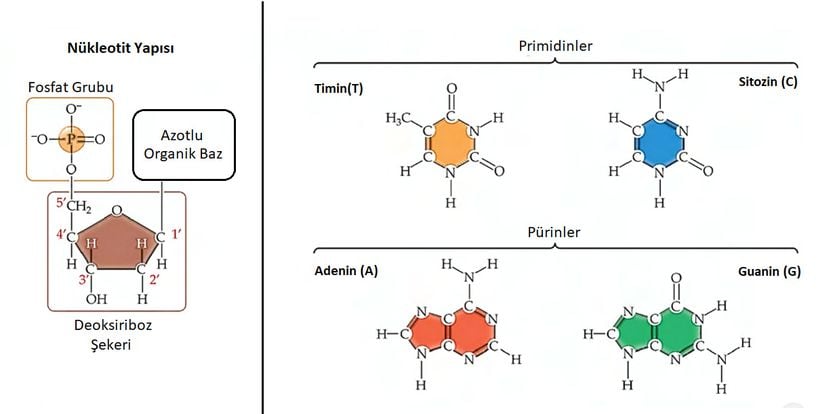 DNA'nın her nükleotidi şeker, fosfat grubu ve azotlu organik bazdan meydana gelir.
