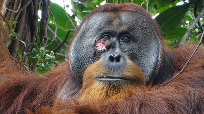 Yüzündeki Yarayı Ağrı Kesici Etkisi Olduğu Bilinen Bir Bitkiyle Tedavi Eden Orangutan Gözlendi!