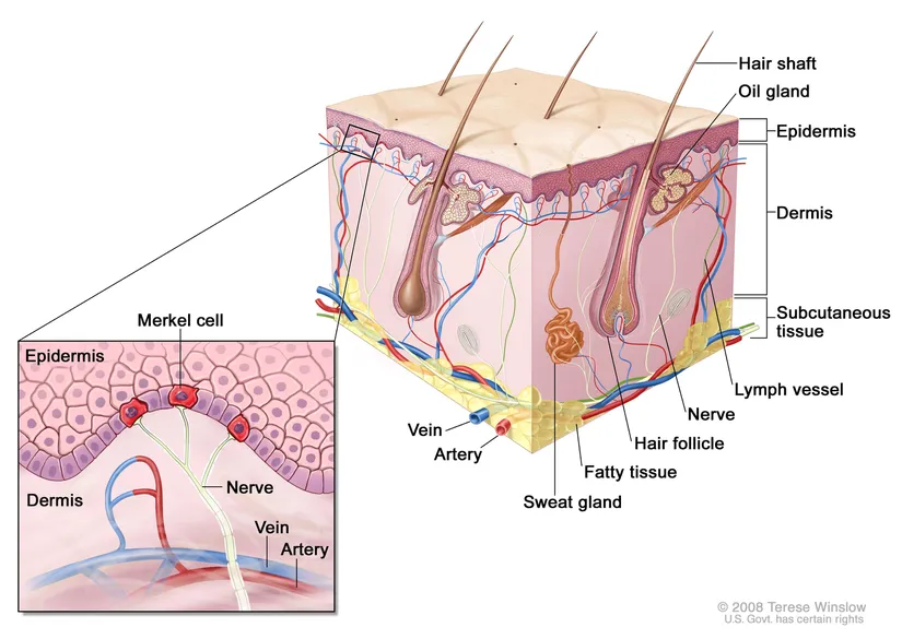 Epidermis, dermis ve deri altı dokusunu gösteren derinin anatomisi. Melanositler, epidermisin en derin kısmındaki bazal hücre tabakasında bulunur.