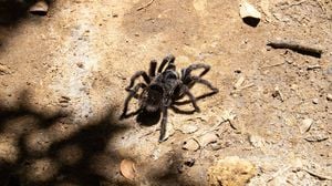 Tarantula Festival Draws Crowds To La Junta