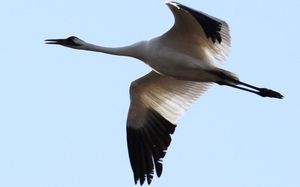 Texas Takes Action To Protect Migratory Birds