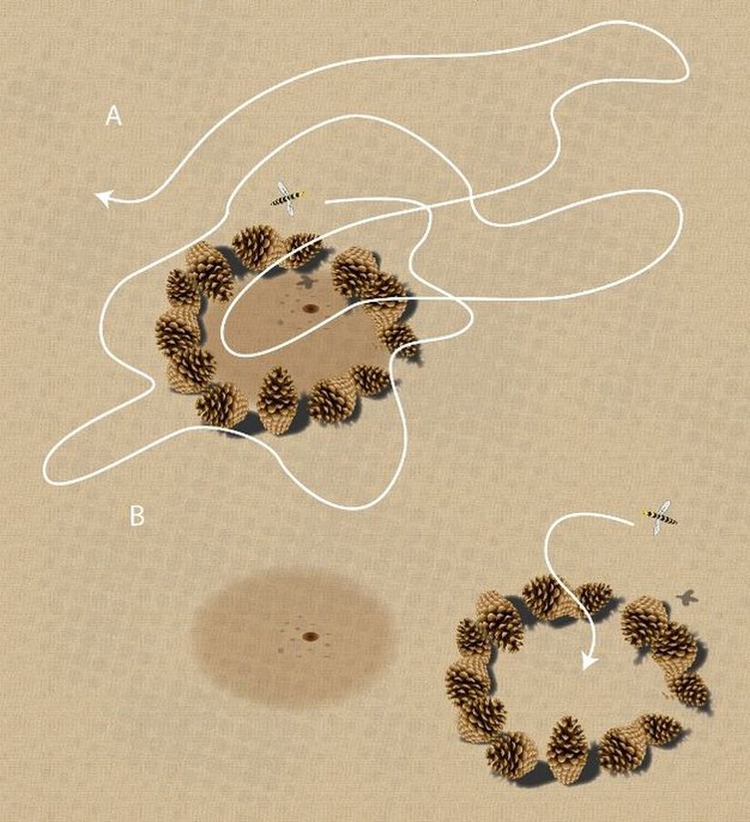 Görsel 3b. Yön bulma. Tinbergen’in deneyinde (1951) yuvalarının etrafındaki işaretler hareket ettirildikten sonra sarıca arılar, yuva girişini bulamamışlardır.