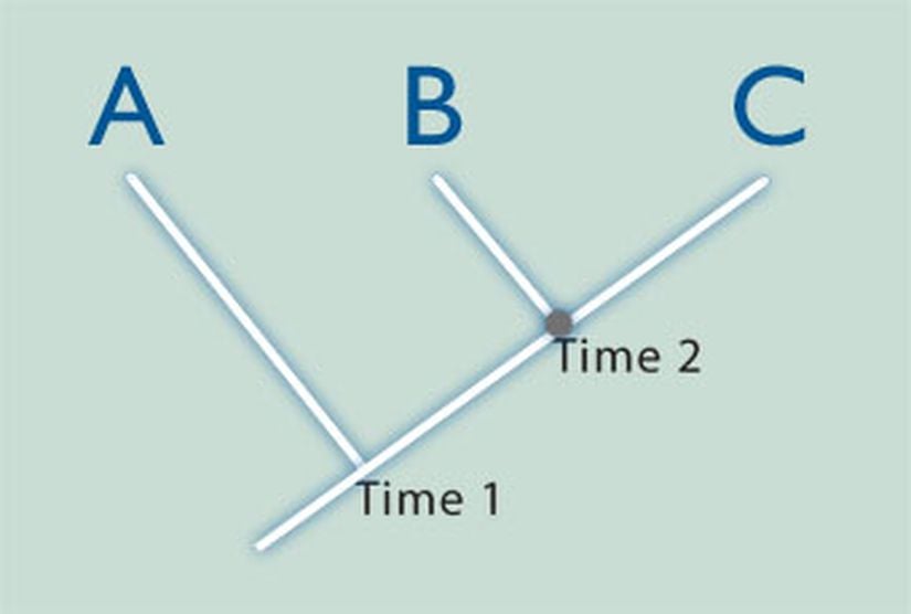 Filogenetik ilişki ile geçmişte türlerin ortak ataları paylaştığı göreceli zamanlar organize edilir. Örneğin şekildeki B ve C türlerinin ortak ataları daha yakın bir zamana tekabül eder; Time 2. A,B ve C türlerinin ortak atası ise Time 1 ile gösterilmiştir.