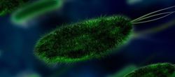 Naylon-Yiyici Bakteriler'in Evrimi: Evrim ile Oynamak