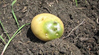 Filizlenmiş Yeşil Patatesler Yenir mi? Patateslerin Yeşil Kısmı Sağlığa Zararlı mı?