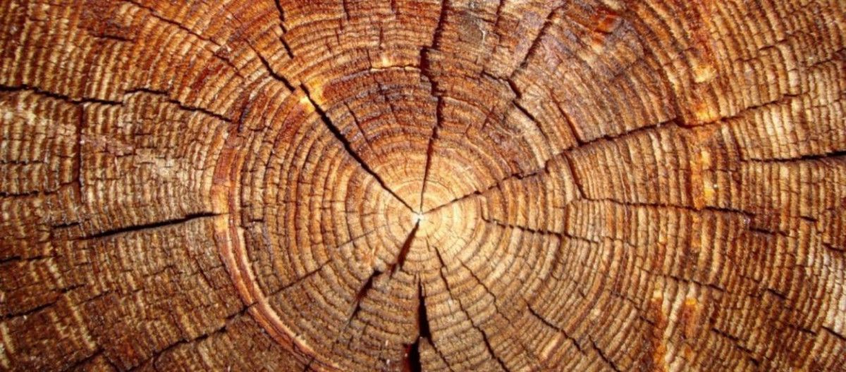 Dendrokronoloji: Ağaç Halkalarının Bize Anlattıkları - Evrim Ağacı