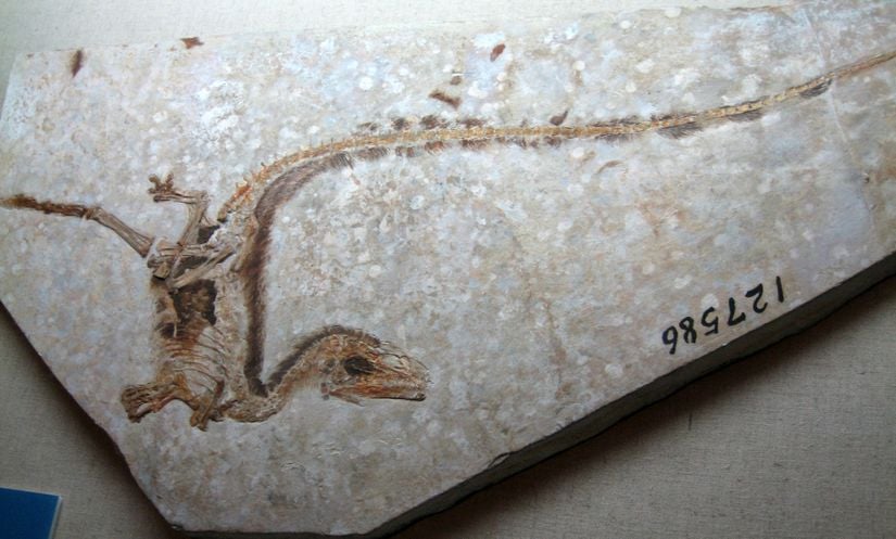 Sinosauropteryx fosilindeki tüyler net bir şekilde görülebiliyor.