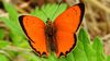 Osmanlı ateşi (Lycaena ottomanus)