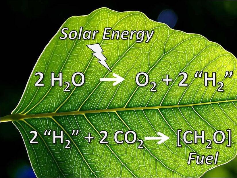 Mühendisler tarafından üretilen yapay yaprak, fotosentez yaparak enerji üretebilmektedir.
