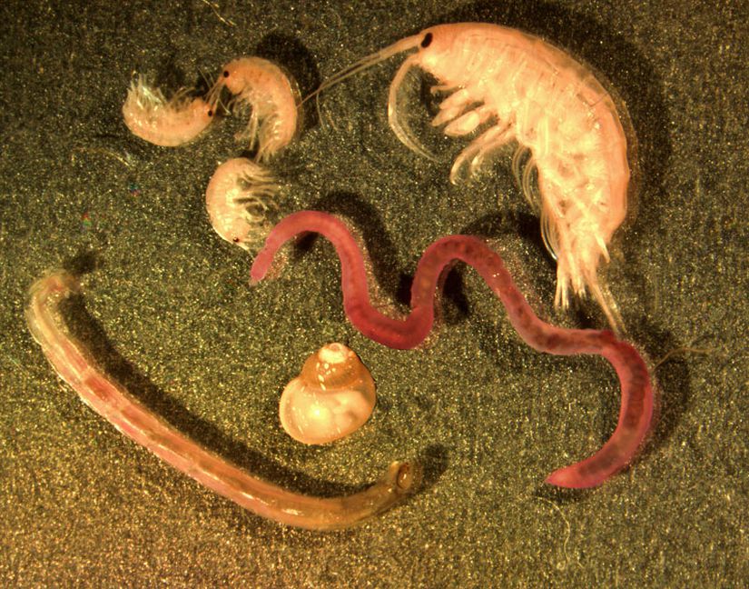 Kirlilik düzeyi orta ve alt sınıflarda sıkça karşılaşabileceğimiz makroomurgasızların (soldan sağa doğru; Chirinomidae, Gastropa, Oligochaeta ve Gammaridae) stereo mikroskop altındaki görüntüleri.