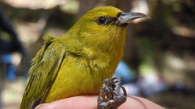 Evrimsel Sürece Hükmetmek, Hawaii İspinozları'nı Kuş Sıtmasına Karşı Koruyabilir!