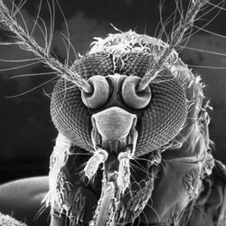 Sivrisinekler sadece ısırdıkları canlının kanını mı taşır, yoksa onların da kendi kanları mı vardır?