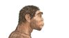 Homo erectus Bizler Gibi Yürüyordu