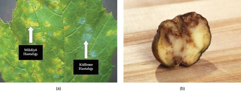 (a) Bu üzüm yaprağında gözlemlenen mildiyö ve külleme hastalıklarına P. viticola enfeksiyonu sebep olmaktadır. (b) Bu patateste P. infestans, patates mantarı hastalığının yarattığı etki görülebilmektedir.