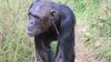 Maymunlarda Kültürel Moda ve Trend Aktarımı: Şempanzeler, Çimden Yaptıkları Küpeler Takıyorlar!