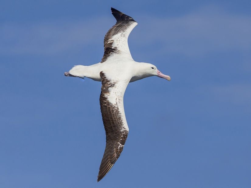 Bir güneyli kral albatros (Diomedea epomophora) fotoğrafı.