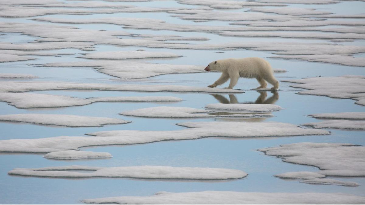 Polar Bears Collide With Human Life Due To Climate Change