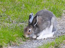 Neden tavşanlar çok fazla korkaktır?