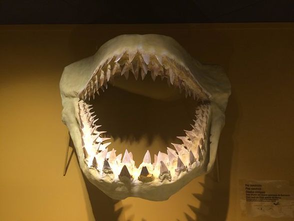 Köpekbalığı dişlerinin sıralanışı görmektesiniz.