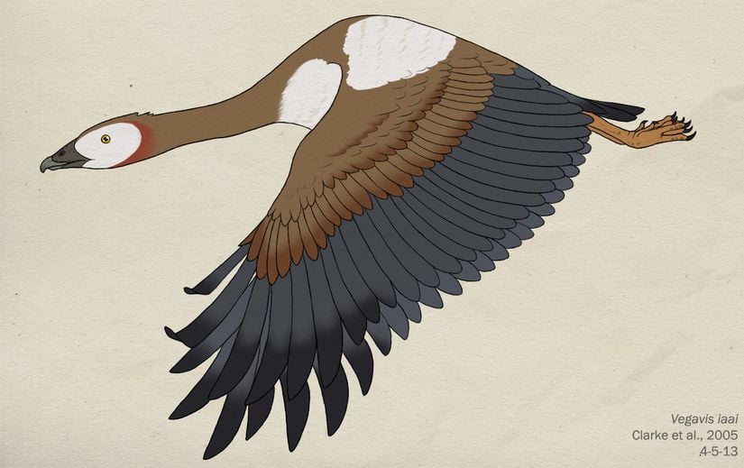 Günümüzdeki kuşların ötmesini sağlayan  syrinx yapısını bulunduran antik kuş: Vegavis iaai