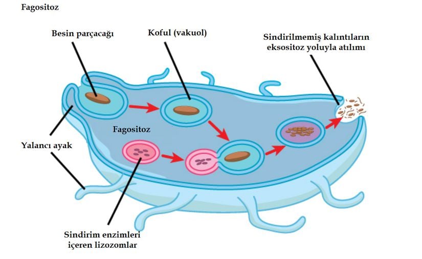 Fagositozun aşamaları; bir gıda parçasının yutulması, bir lizozom içinde bulunan hidrolitik enzimler kullanılarak parçanın sindirilmesi ve sindirilmemiş materyalin hücreden dışarı atılması.