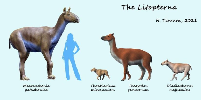 Litopterna türlerinden bazıları.