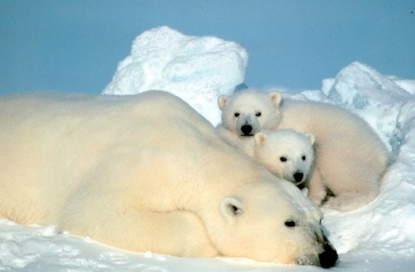 Kutup ayısı (Ursus maritimus) aynı zamanda beyaz ayı, ya da deniz ayısı, ayıgiller (Ursidae) familyasından soğuk kuzey kutup bölgesinin karlı sahillerinde ve buzullar üzerinde yaşayan ayı türüdür.