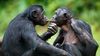 Bonobo Öpücüğü ve Seks: En Yakın Kuzenlerimiz, Sorunları Çözmek İçin Savaşmazlar; Sevişirler!