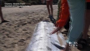 Oarfish Sighting Sparks Fascination And Fear