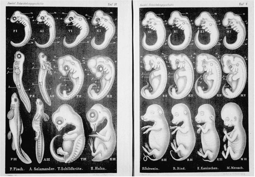 Ernst Haeckel'ın embriyo çizimleri