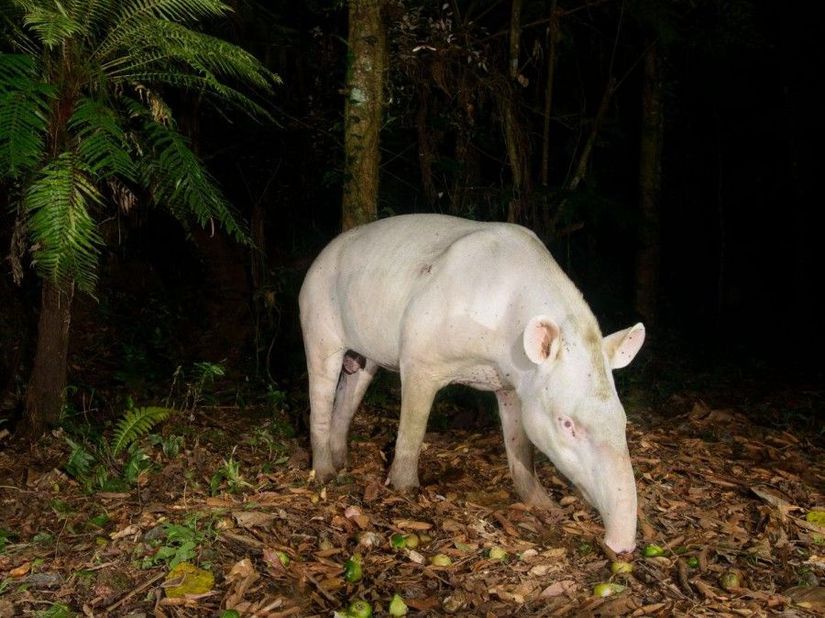 Albinizm zaten nadiren görülen bir durumdur. Tapirlerde albinizm ise daha da nadir görülür. Brezilya'da fotoğraflanan bu tapir, o nadir canlılardan birisi.