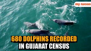 Dolphin Population Thrives Along Gujarat's Coast