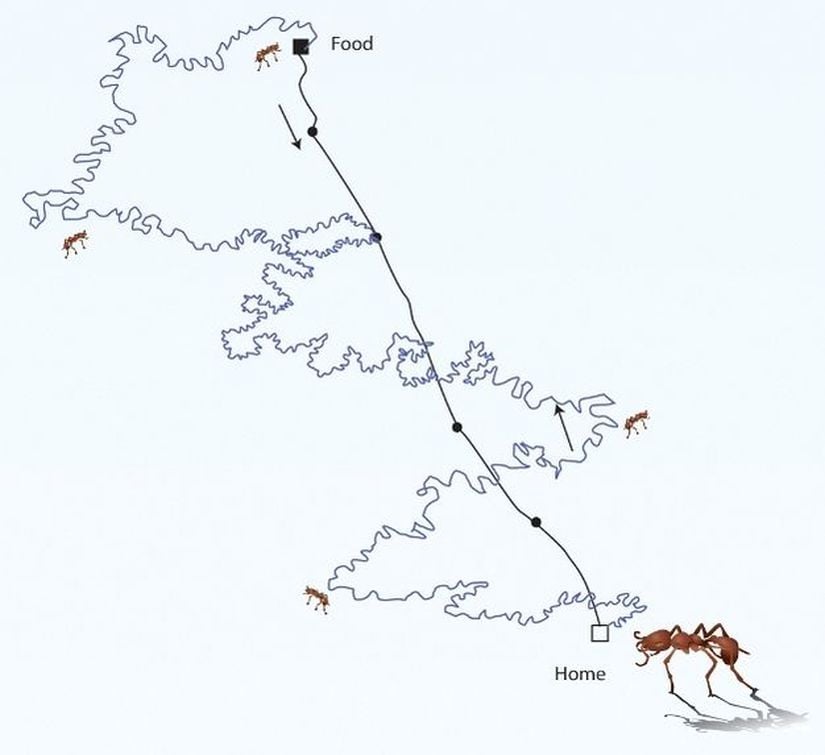 Görsel 3a. Yön bulma. Karıncalar dolambaçlı yiyecek arama yolculuğundan sonra yuvalarının yerini bulmak için KT kullanırlar.