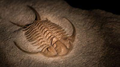 Trilobitler, Gözleri ve Evrim: Trilobitler ve Karmaşık Gözleri Nasıl Evrimleşti?