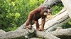 Primatlar Nasıl Hareket Eder?