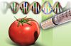 Genetiği Değiştirilmiş Organizmalar: Genel Bakış, Ürünlere Örnekler ve Dikkat Edilmesi Gereken Sorunlar