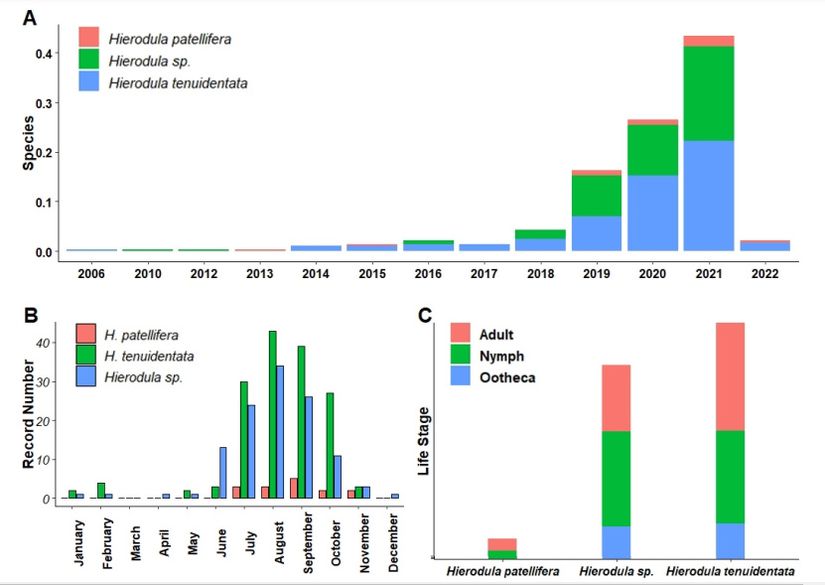 Aufzeichnungen von Citizen Scientists über Hierodula-Arten nach Jahren (A) und Monaten (B) und Klassifizierung dieser Aufzeichnungen nach Lebensstadien (C).