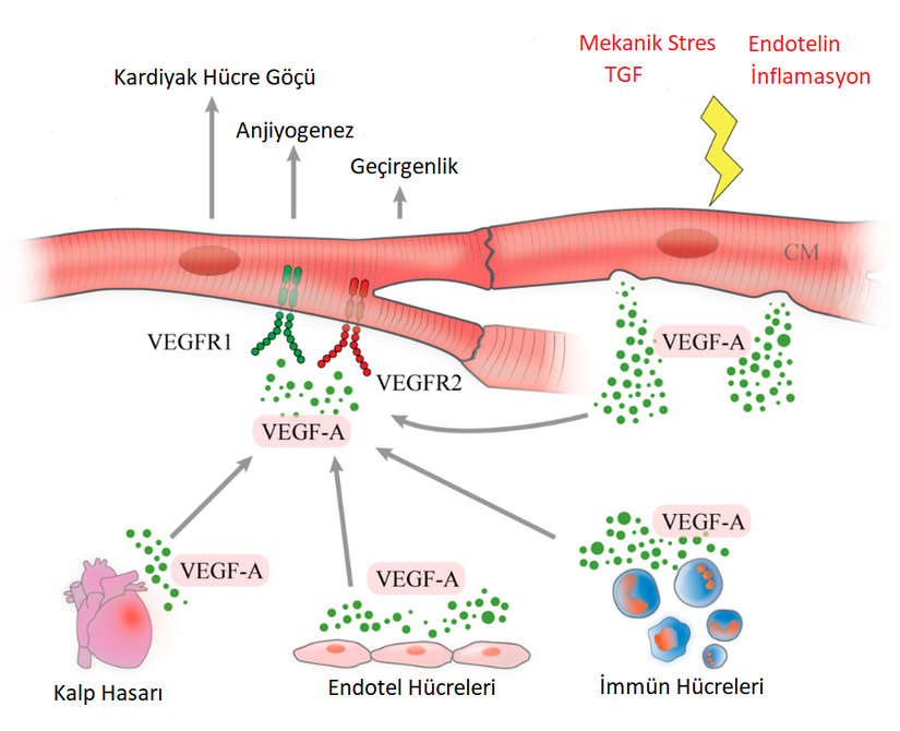 VEGF-A'nın salgılanmasını uyaran faktörler, kaynaklandığı hücreler ve tetiklediği olaylar.