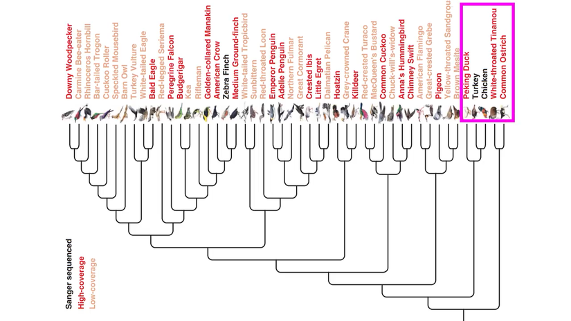 Modern kuşların evrimsel akrabalıklarını gösteren evrim ağacı