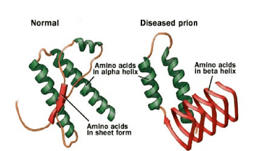Normal ve anormal prion proteini formu, Normal prion proteini, % 5'den az bulunan beta sheetlere ve genel olarak alfa sarmalı yapısına sahiptir. Anormal prion proteini, alfa sarmallarının çoğunun beta sheetlere dönüştürüldüğü yanlış katlanmış bir proteindir.