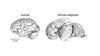 Hayvanlarda Zeka Kıyaslaması: Zeka Farkını Anlamak İçin Beyin Büyüklüğü Kullanılabilir mi?