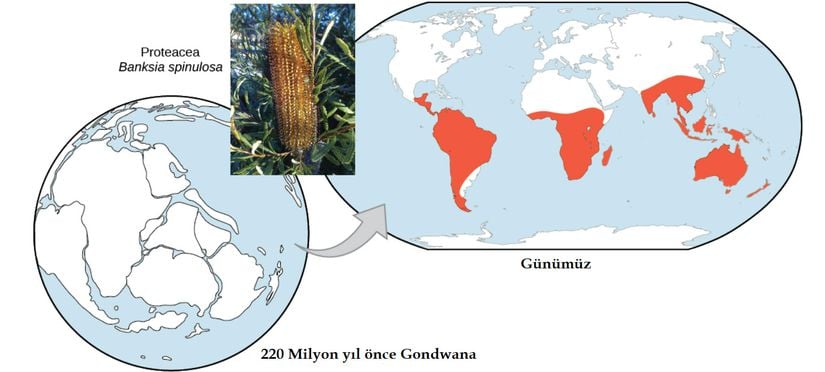 Proteaceae bitki familyası, süper kıta Gondwana'nın parçalara ayrılmasından önce evrimleşmiş ve dağılmıştır. Günümüzde, bu familyanın üyeleri, güney yarımkürenin çok büyük bir kısmında görülebilmektedir.