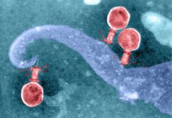 Binlerce Virüste Bulunan CRISPR Araçları, Gen Düzenlemeyi Hızlandırabilir