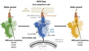 ACE2: Beyond COVID-19