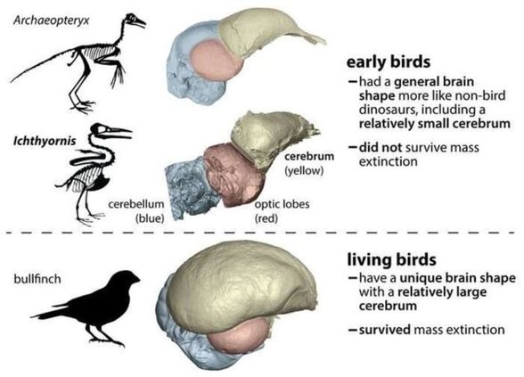 En erken dinokuşlardan biri olan Archaeopteryx'in beyniyle, günümüzdeki kuşlar arasındaki beyin farkı çok belirgin.