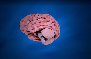 Sinirbilim ve Beyin - 12: Serebral Korteks, Alt Kısımları ve İlişkili Yapılar