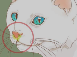 Kedilerde neden mukus sıvısı olur? Nasıl oluşur,  zararları nelerdir, neyden kaynaklıdır?