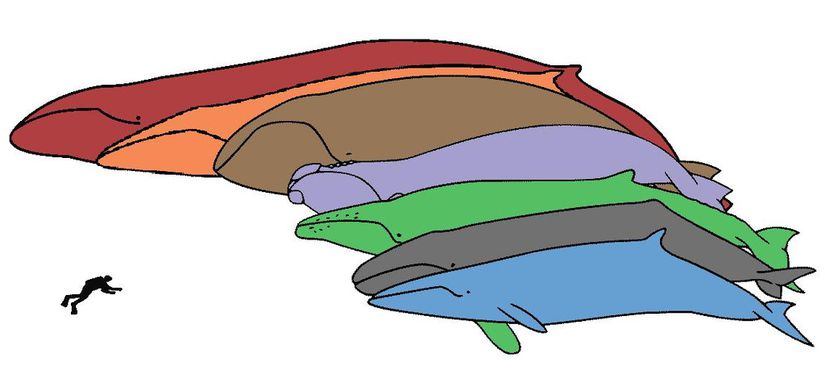 Yaklaşık 7 milyon yıl içinde yunus benzeri küçük bir canlıdan evrimleşen farklı boyutlardaki çubuklu balinalar.