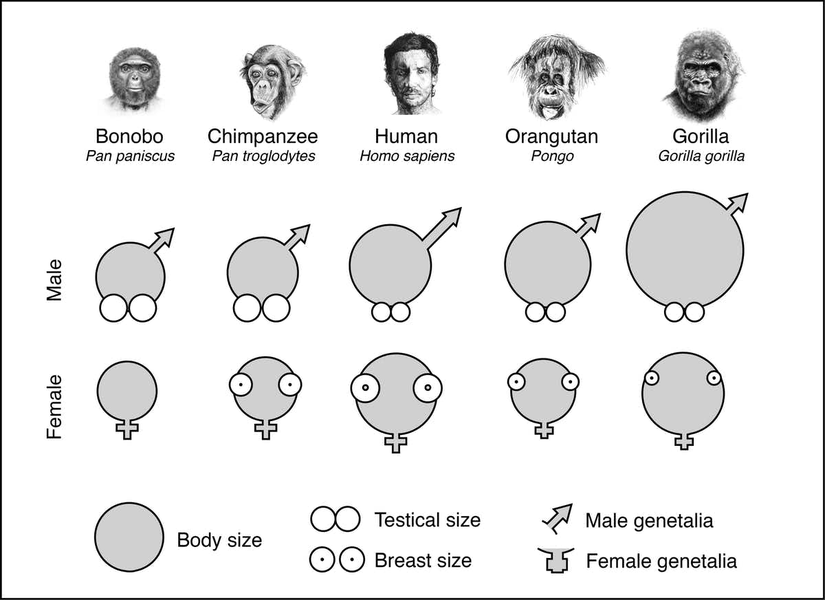 Farklı primatlarda vücut büyüklüğüne göre testis, penis, vajina ve meme büyüklüğü kıyaslaması. Vücut büyüklükleri gri yuvarlaklarla gösterilmektedir. Göreli penis büyüklüğü sağ üst köşeden çıkan oklarla, testis büyüklüğü "erkek (male)" satırında gri yuvarlakların altındaki beyaz yuvarlaklar ile, meme büyüklüğü "dişi (female)" satırındaki içi noktalı yuvarlaklarla, vajina genişliği ise en alttaki artı işareti şekliyle gösterilmektedir.