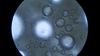Gen Akışı Altında Türleşme: Maya Mantarları, Gen Akışının Devam Ettiği Durumlarda da Rahatlıkla Evrimleşip Yeni Türlere Ayrılabiliyorlar!